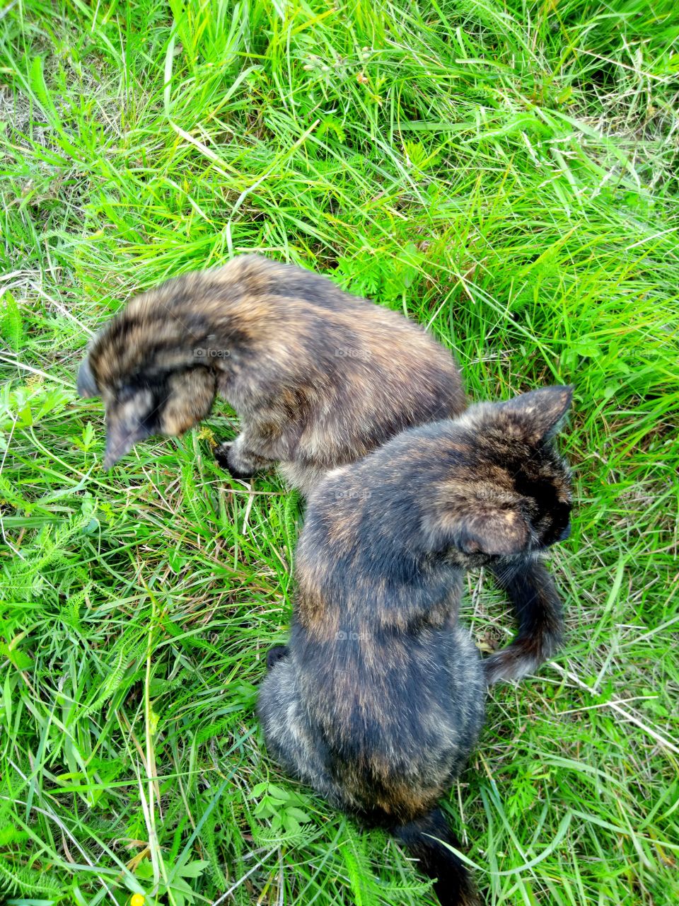 кошки на лужайке