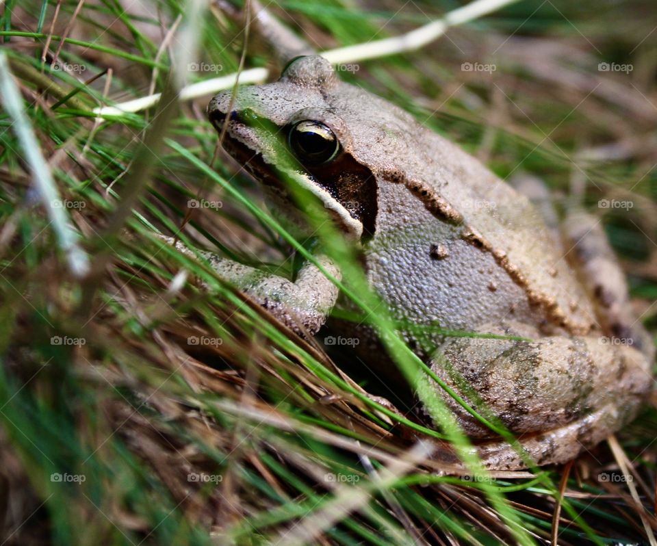 Wood frog; Close-Up with grass and pine needles surrounding