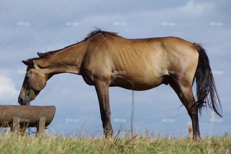 horse, nature, animal, meadow, graze,