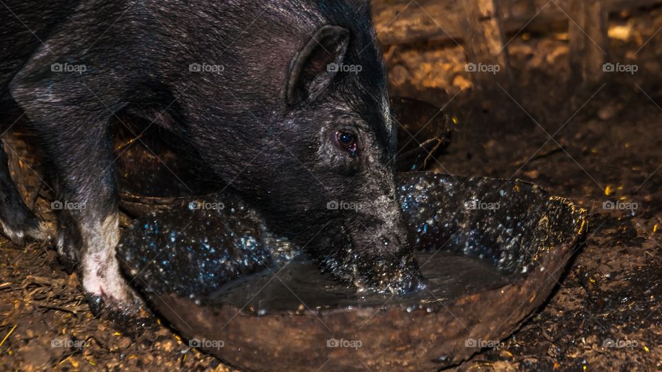 pig