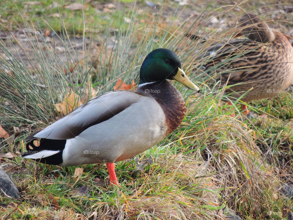 Mallards