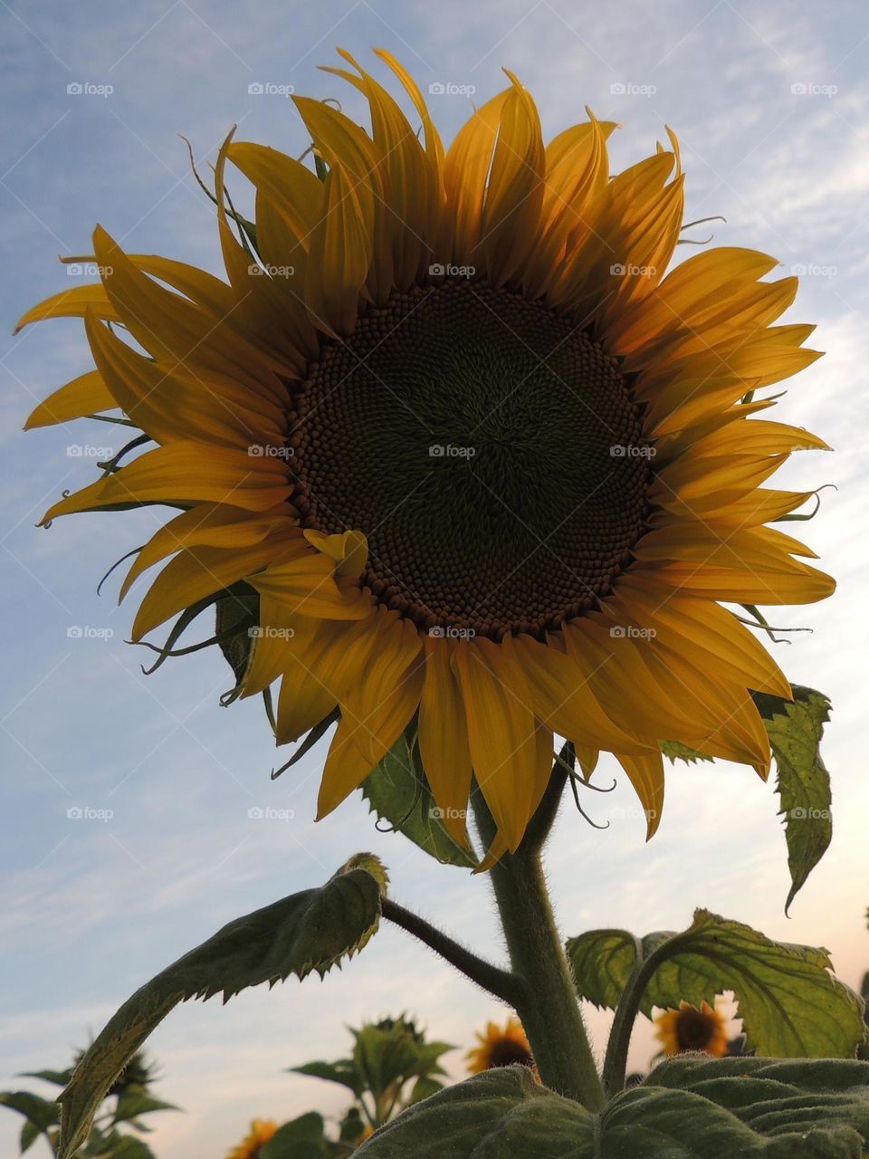 Big stately sunflower at dusk in the field