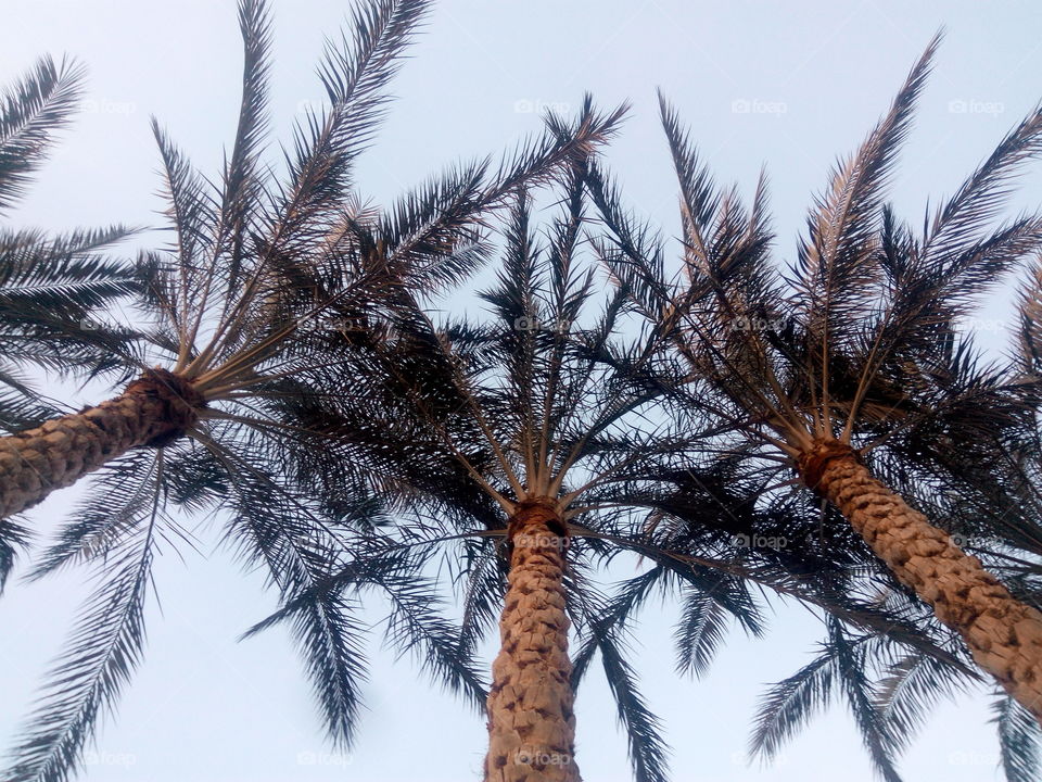Beautiful palm trees under a clear sky ..