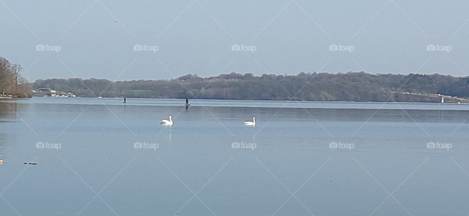 Sunny sunday🦢🦢