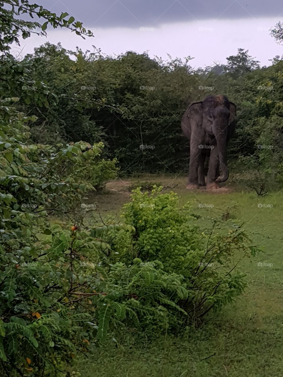 Asian wild elephant in Yala