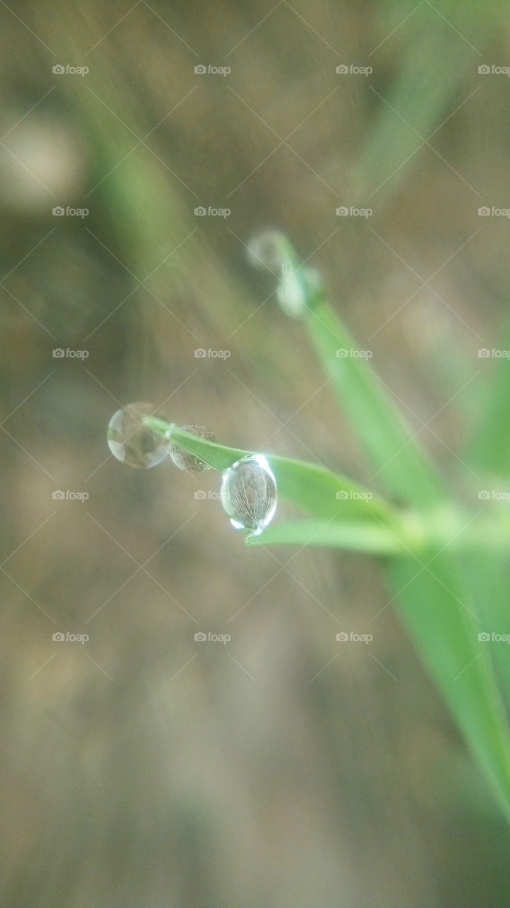 the most beautiful little pure water drop