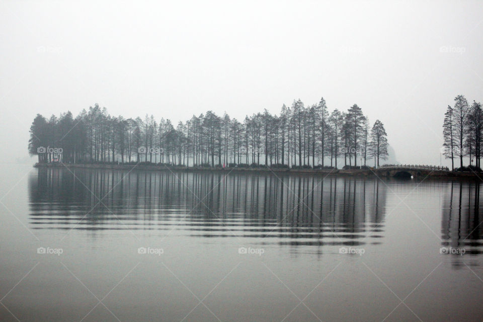 Sequoia groves of reflection. East lake, Wuhan, China.