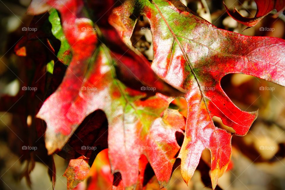 Fall Color