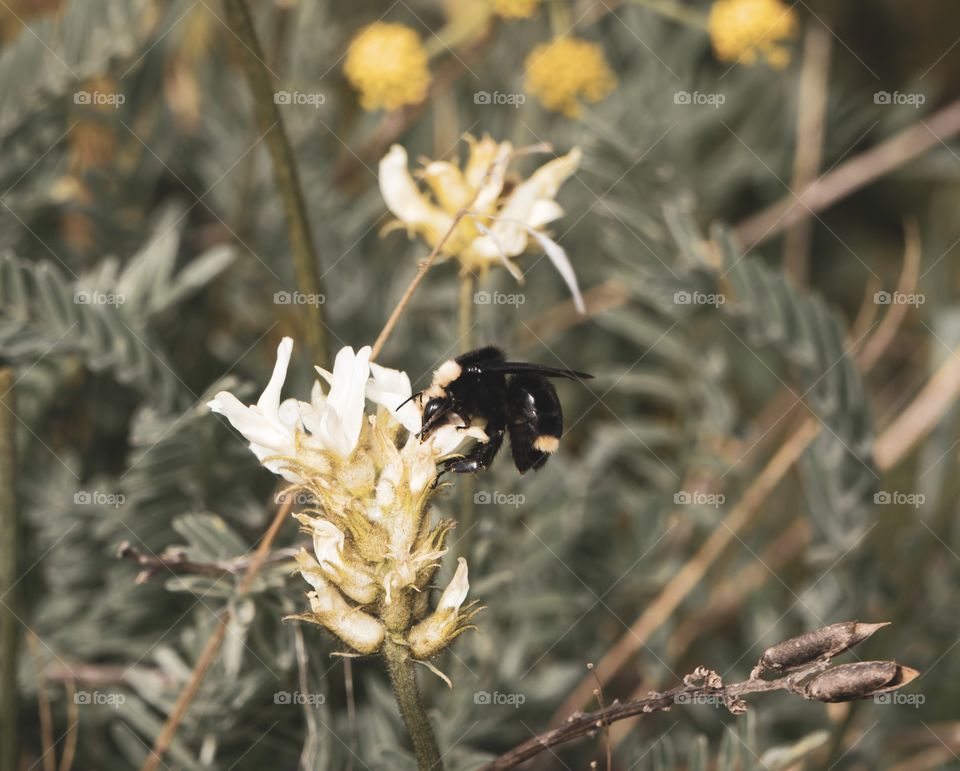 Pollinators. The reason we have such vibrant springs 