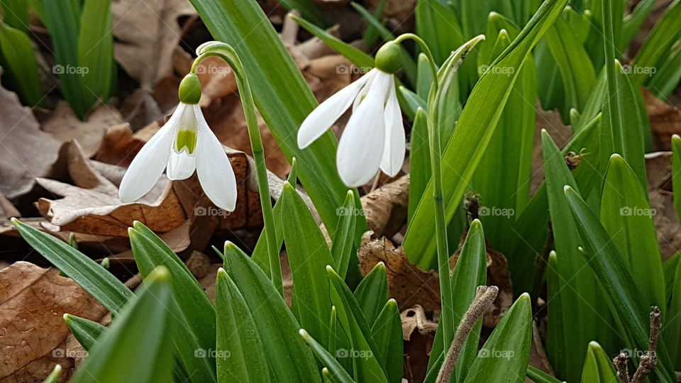 galanthuses in Almaty botanic garden
