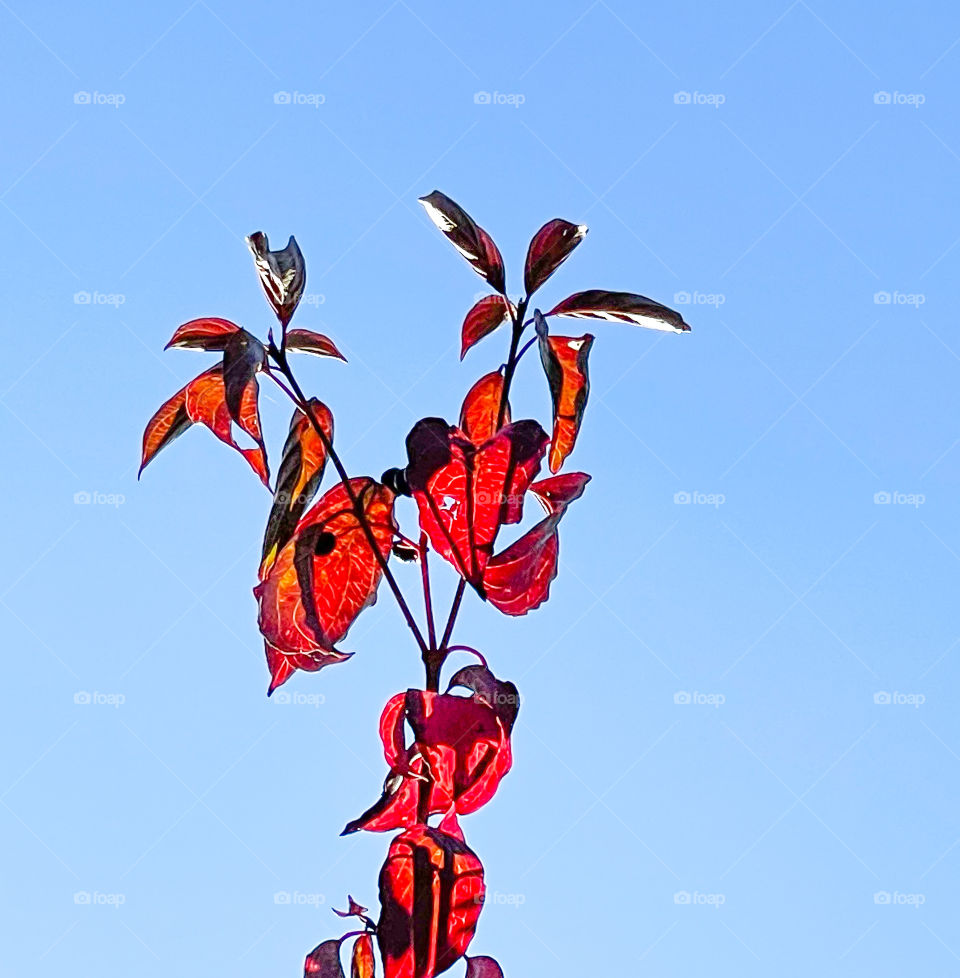 Branch in red