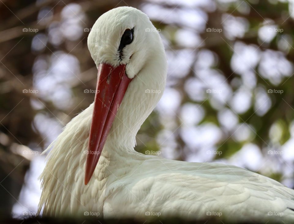 Stork