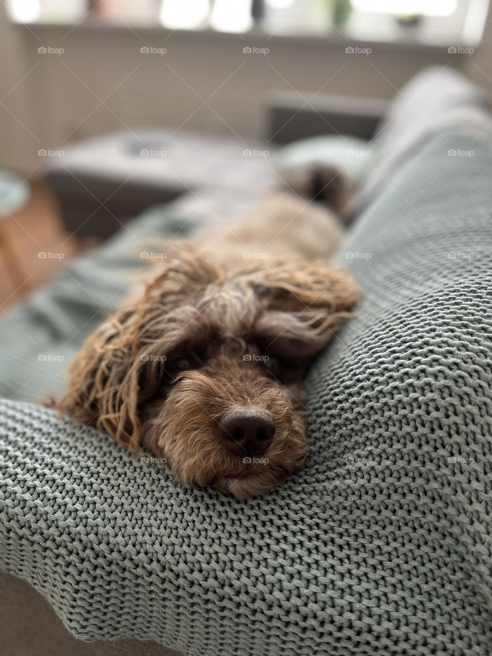 Cutest doggo in the world