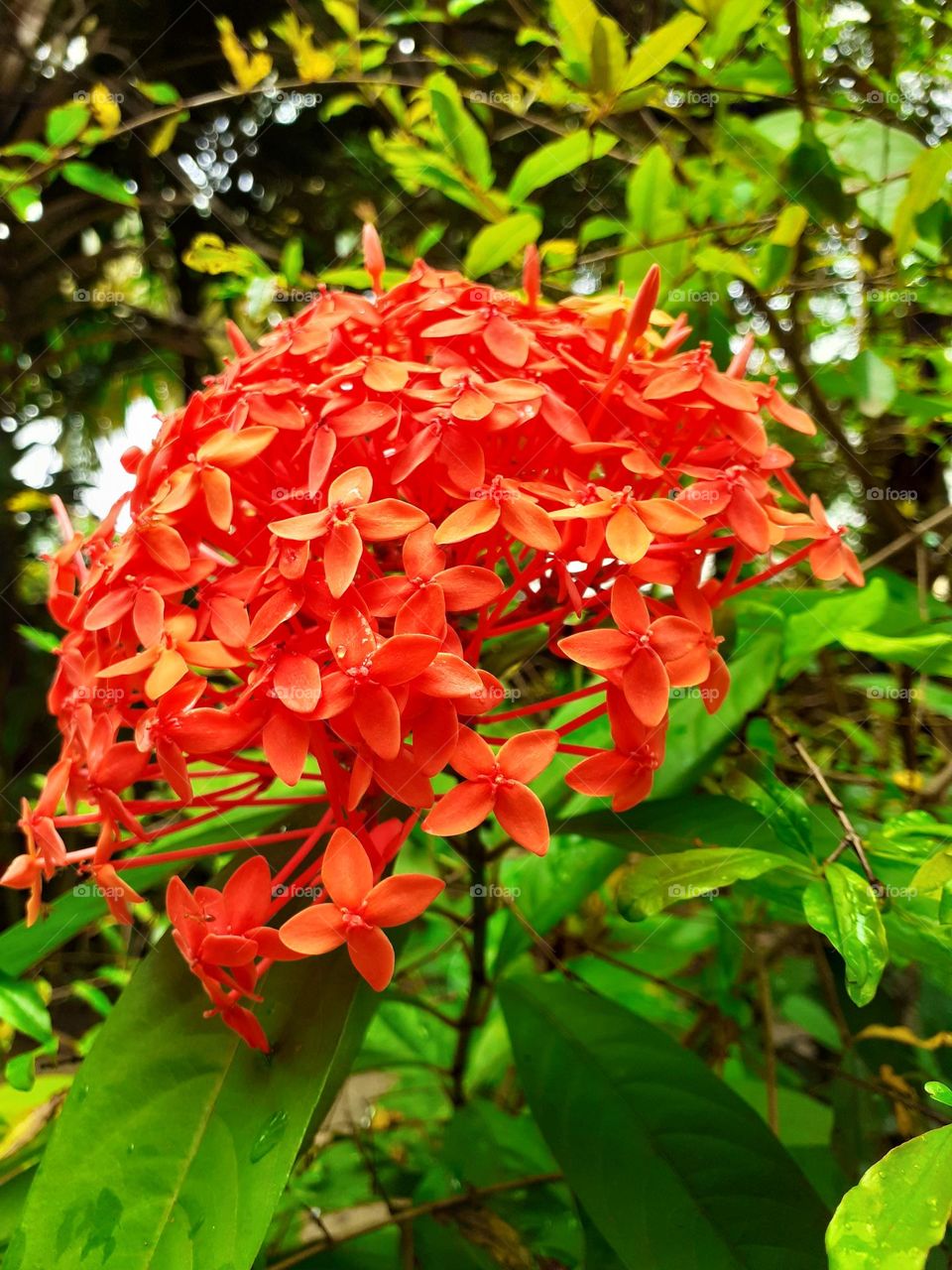 ashoka flower