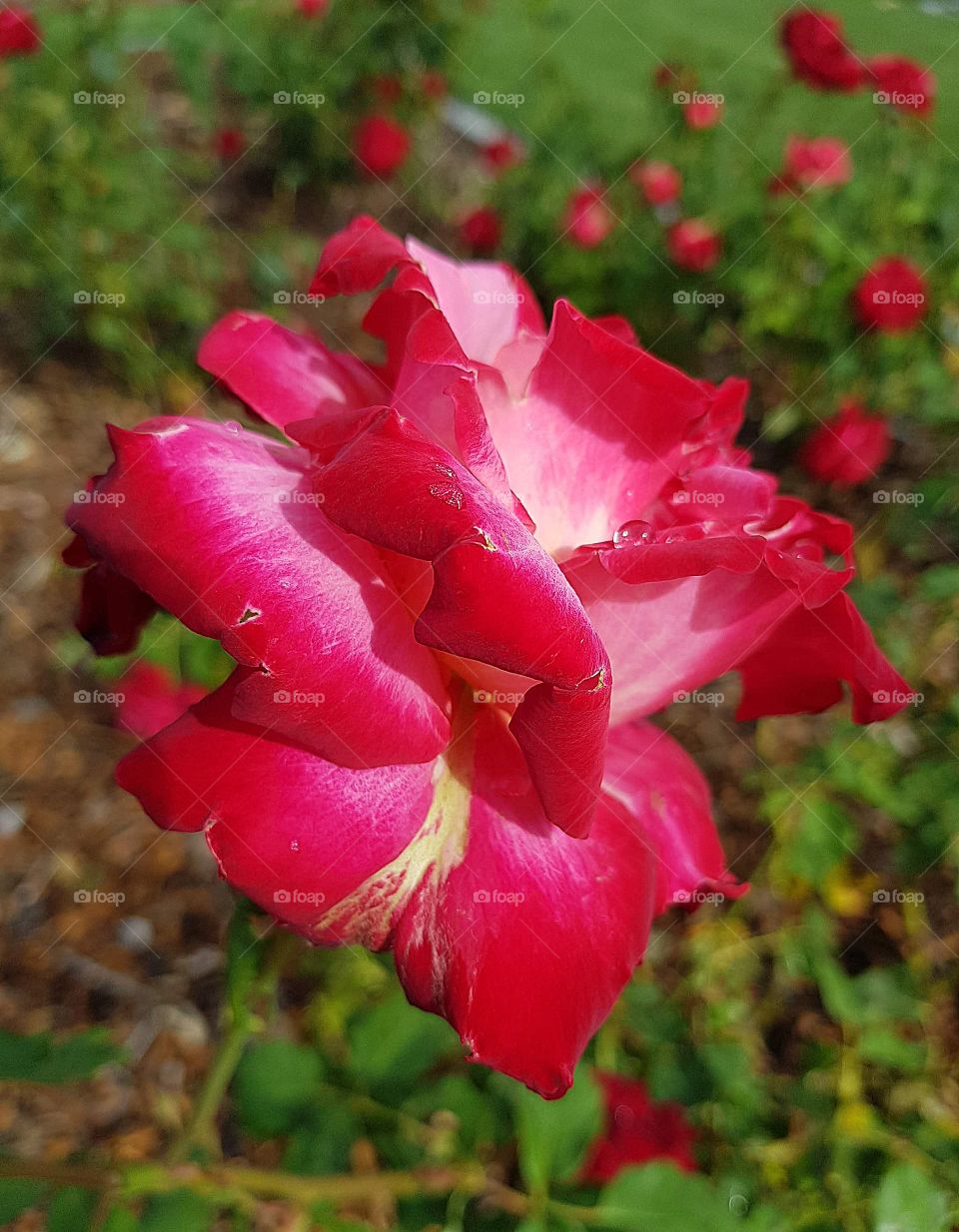 Beautiful red and white Rose not long after a sun shower. Stunning markings on this rose. Stand out beauty.
