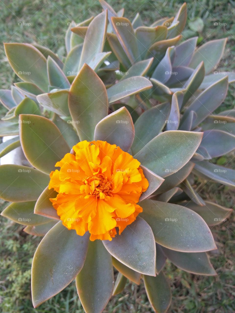 plant potraits flower lover blossoming trees amazing atmosphere environment clean and fresh Air amazing photography 📸 Muneeb bhat