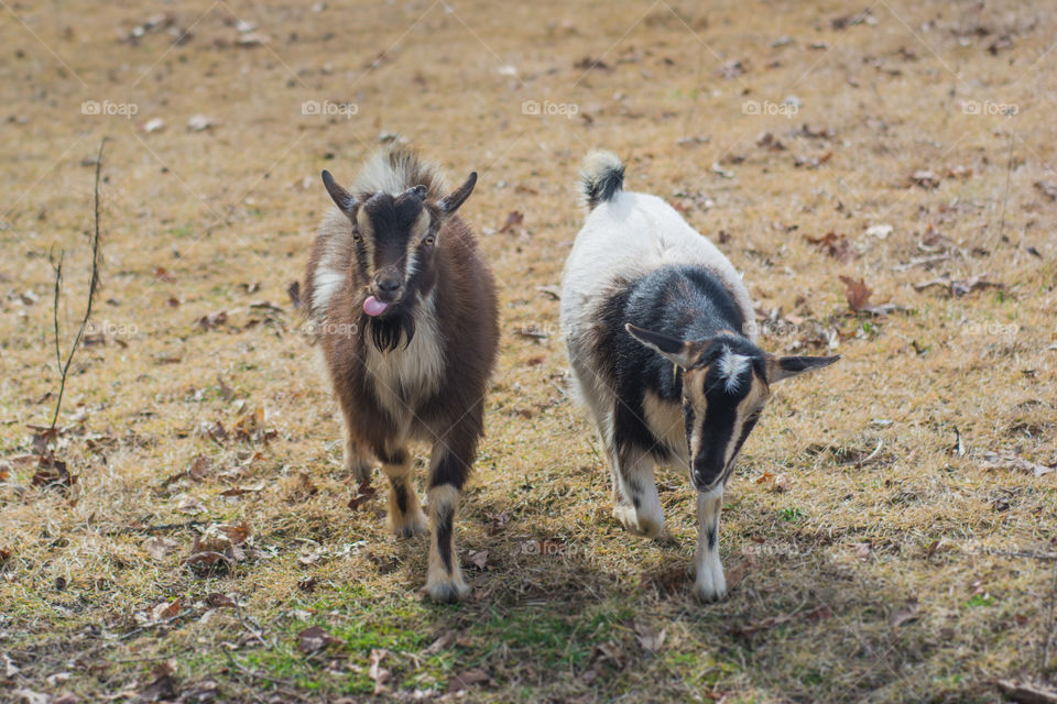 Portrait of two goats