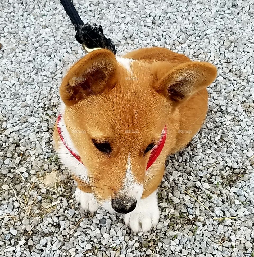 Cuteness Overload Corgi Puppy