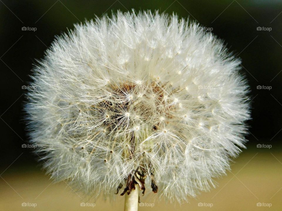 Color White - Dandelion - Hollow stem; leaves that may be nearly smooth-margined, toothed, or deeply cut; and a solitary white flower seed head composed only of ray flowers