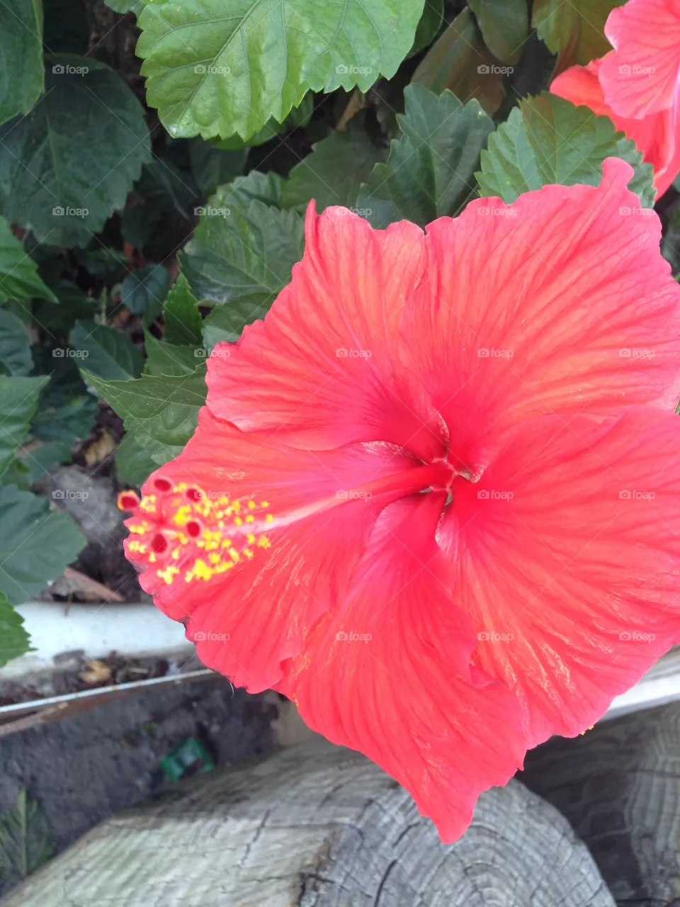 Aloha ha-bicus 