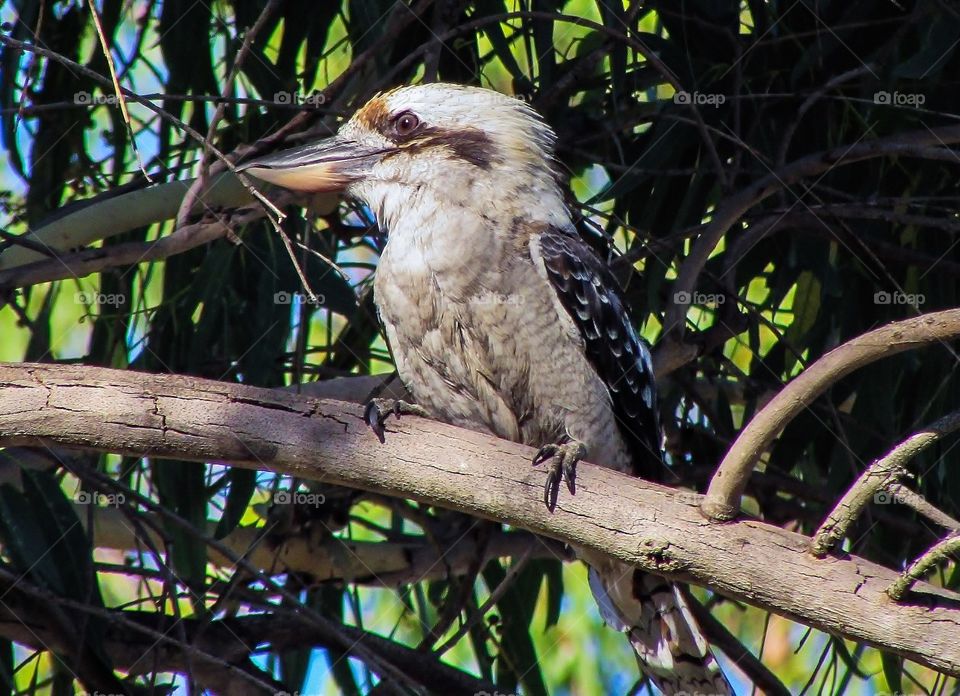 Laughing Kookaburra in a tree