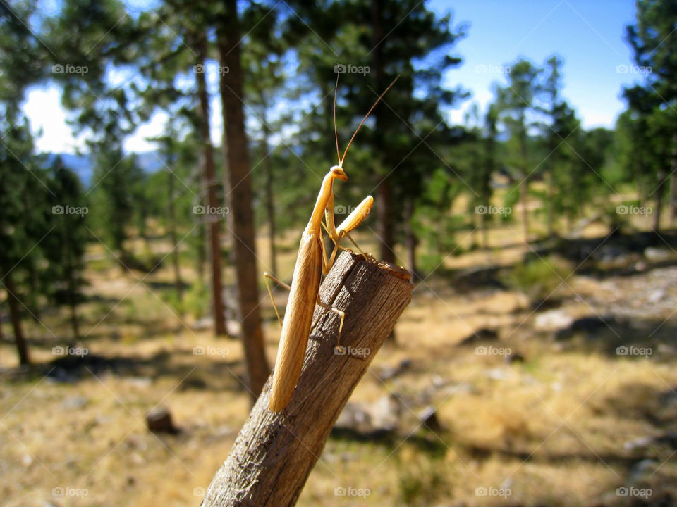 bug stick praying protected by mengzishiliu