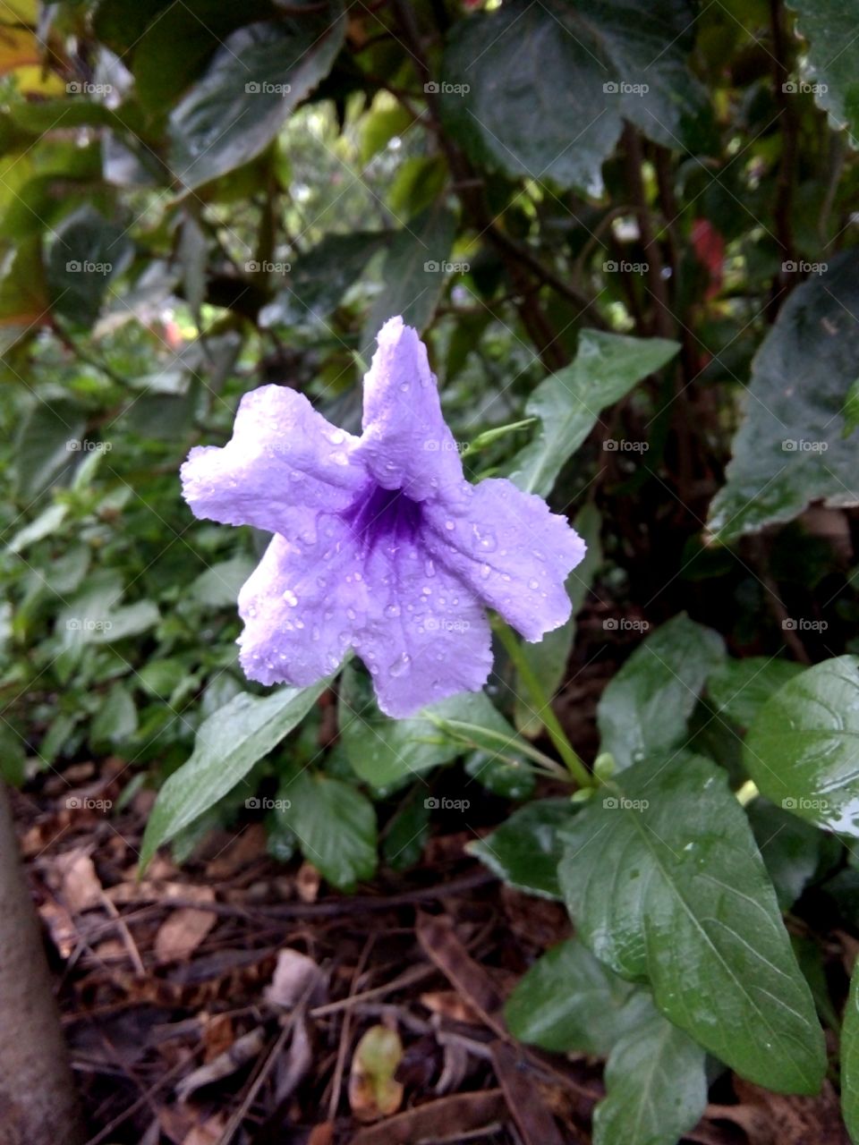 Flower photo,Beautiful photo of beautiful flower,Indian species of flower,Best flower photo for you,Memorable picture of flower,Flower photo photo for message,Flower photo for everyone,Flower message,A nice picture for you  For Indian Flowers