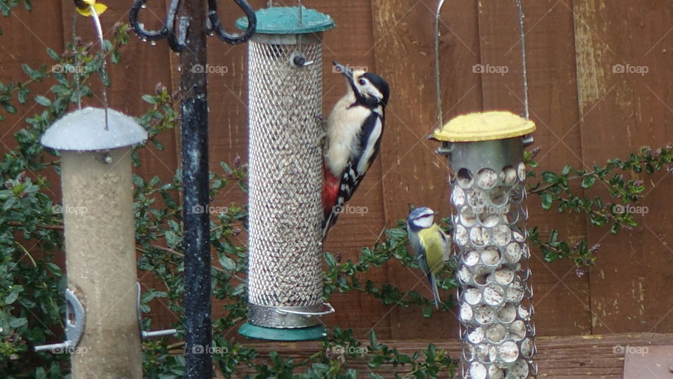 Great spotted woodpecker 