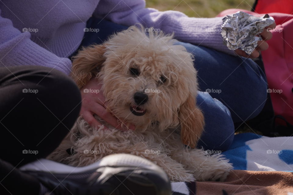 Girl with a puppy 