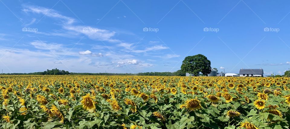Sunflowers forever