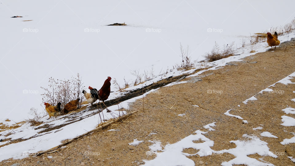 rural free-ranging chickens