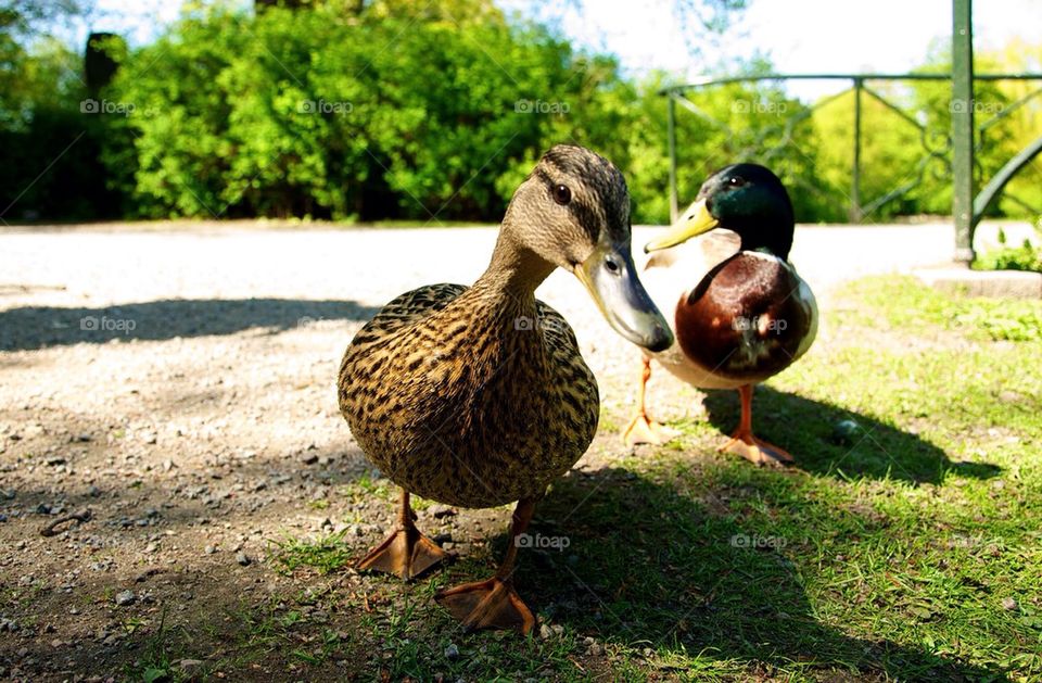 View of two ducks