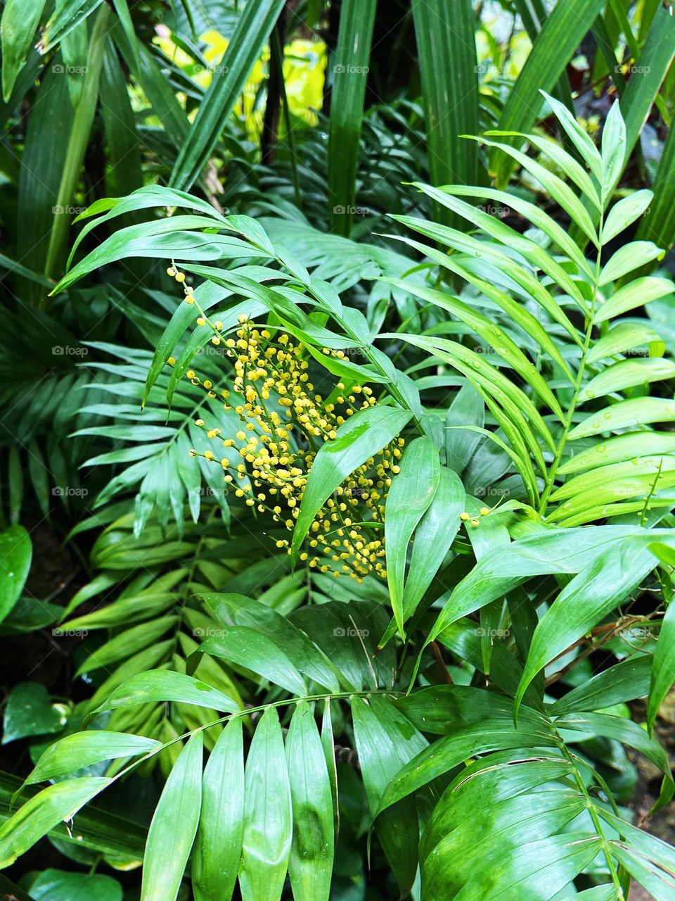 Little yellow flowers ; green plants 