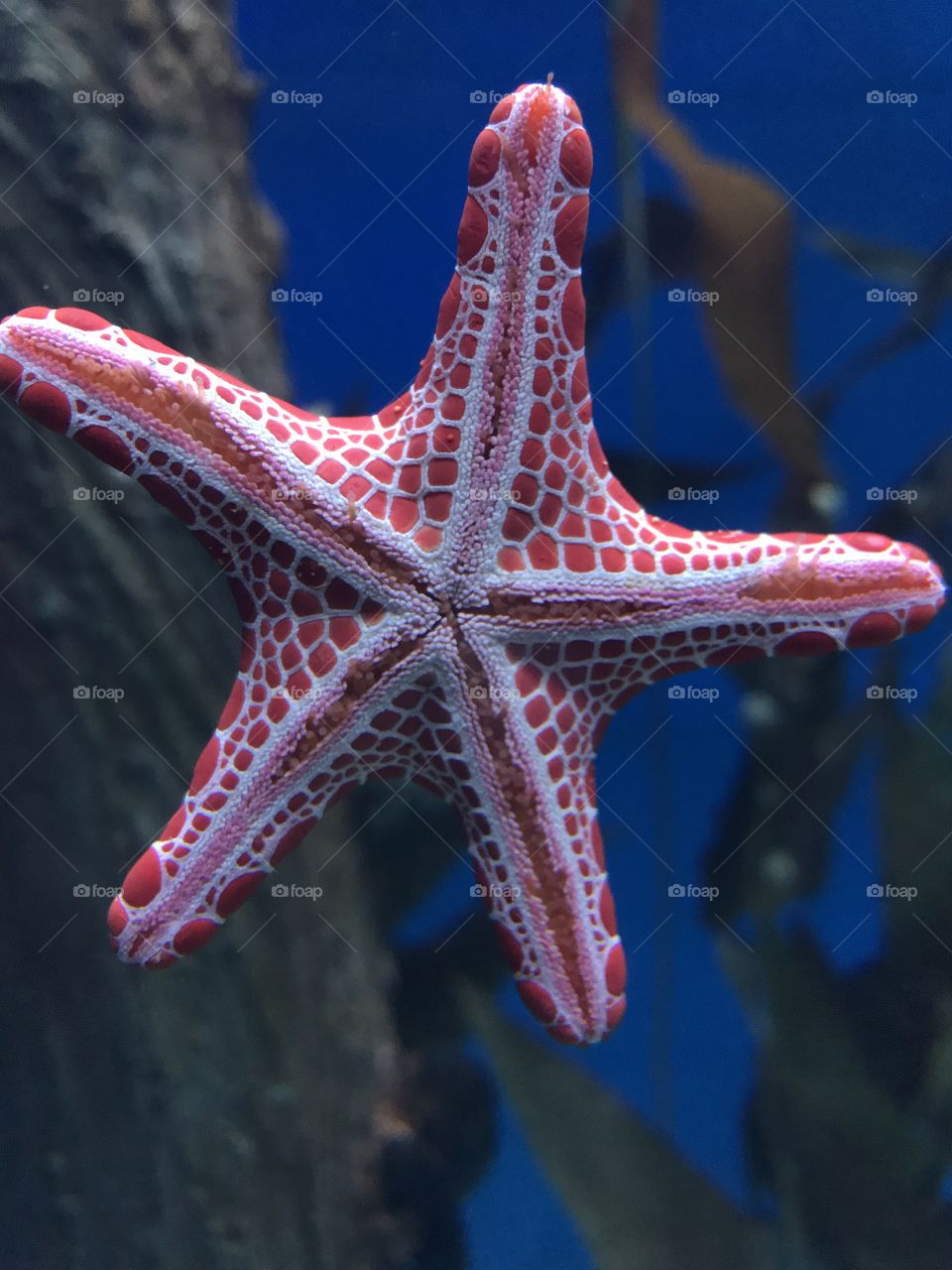 Starfish 