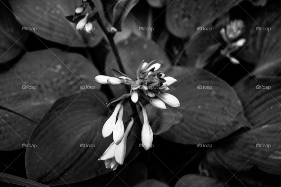 New Blooms in Greyscale