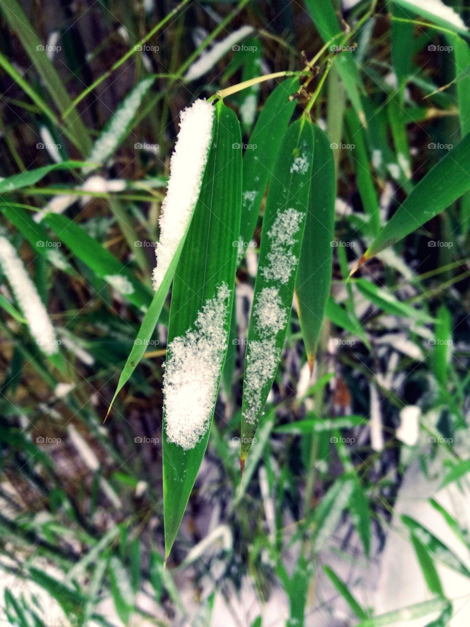 bamboo tree. snow and