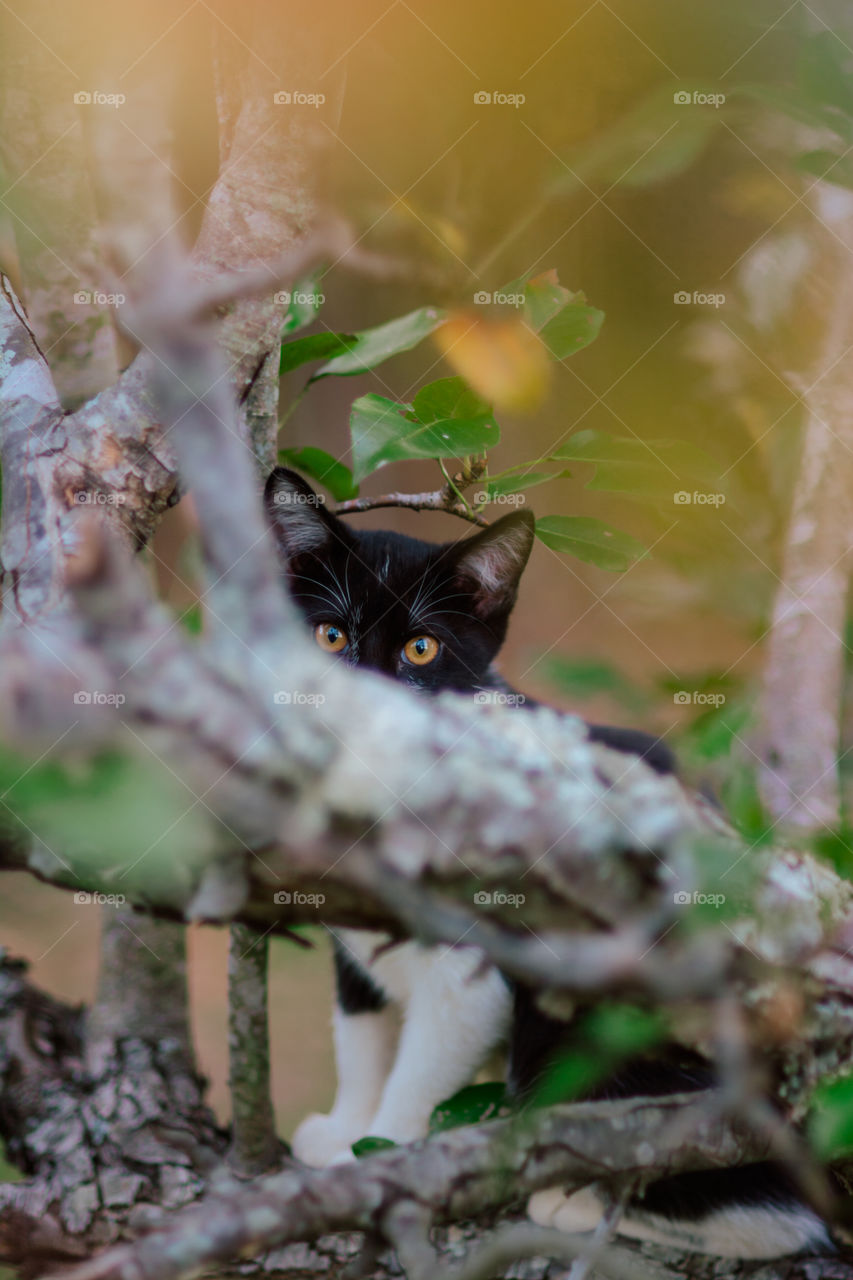 Mysterious Kitten Looking Over a Tree Branch