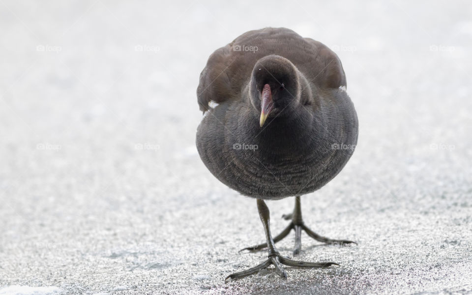 Moorhen (Gallinula chloropus, Aves) on the ice of a frozen lake