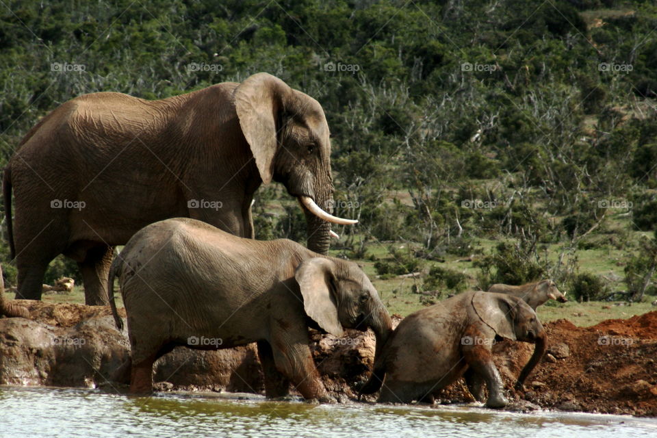 Elephants Cooling off