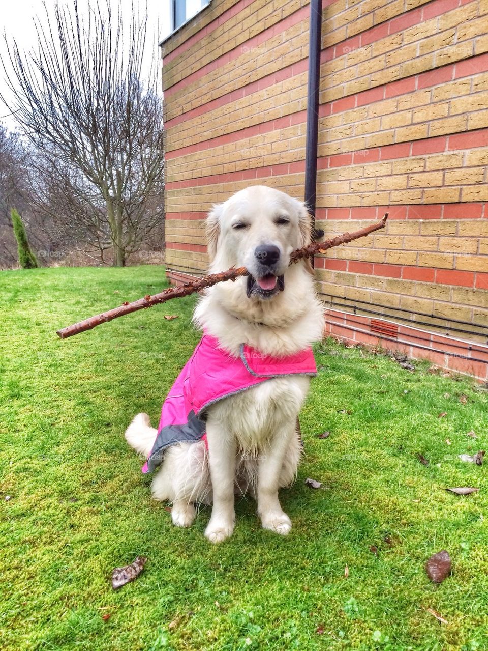 Zoe is very happy with her big stick