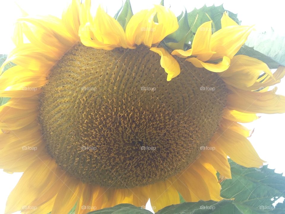 Beautiful sunflower 