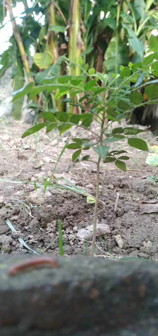 Portrait of Plants