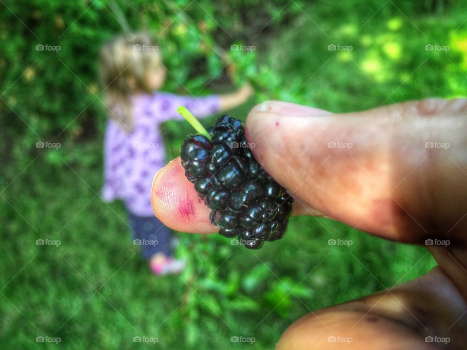 picking the mulberry bush