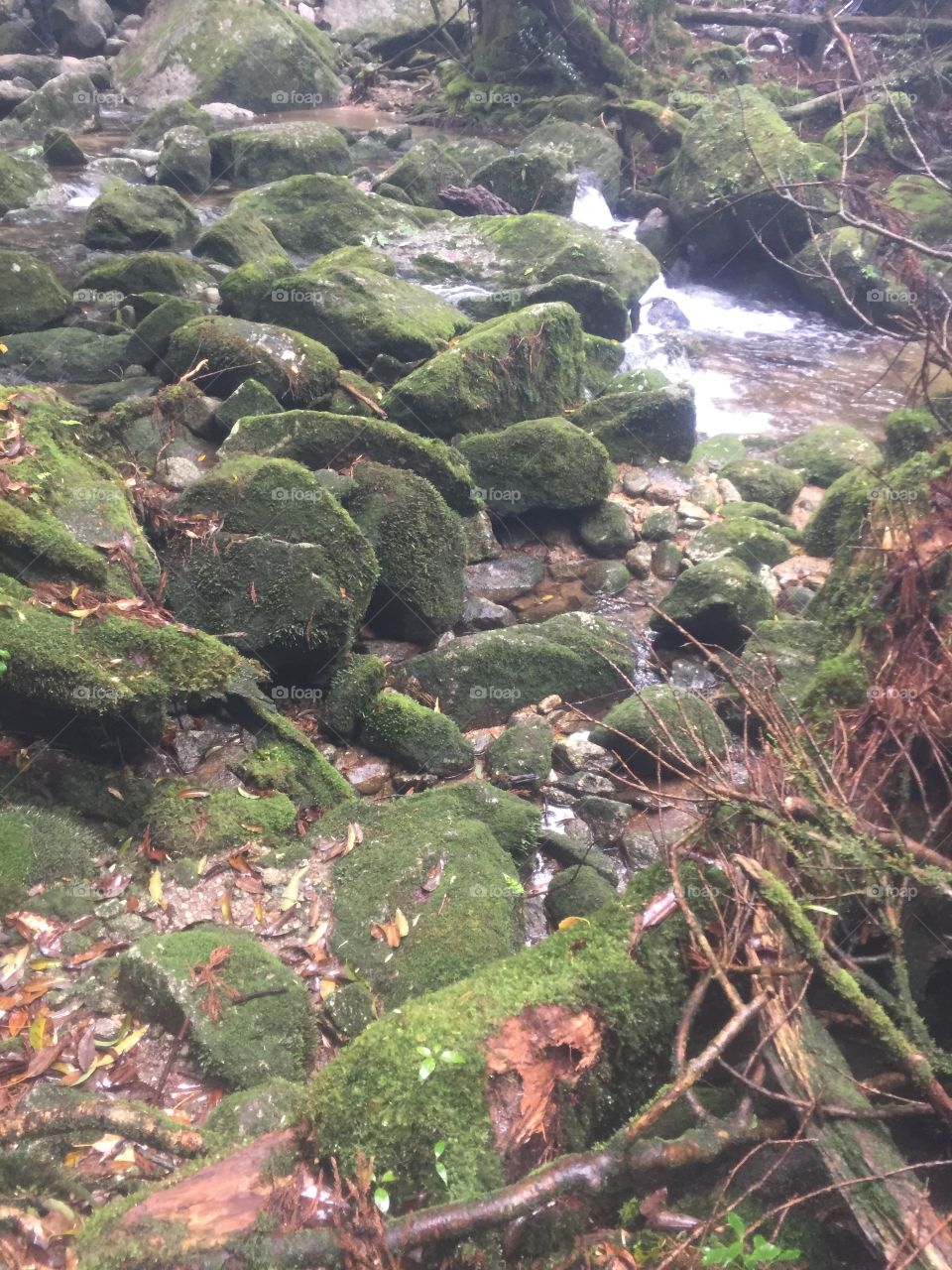 Hiking in Yakushima's shiratani unsuikyo 