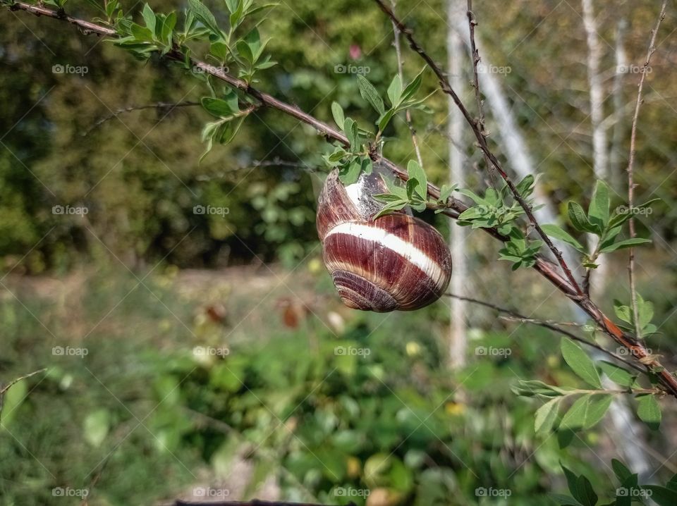 A large snail on a branch.