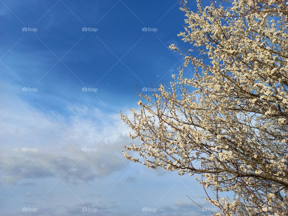 flowering tree against the background of the spring sky.