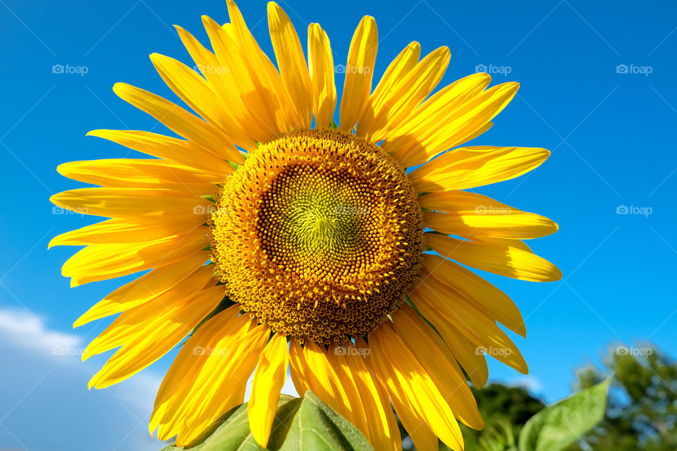 Sunflower 