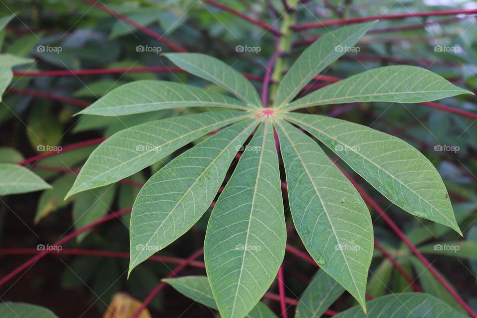 cassava plant leaves