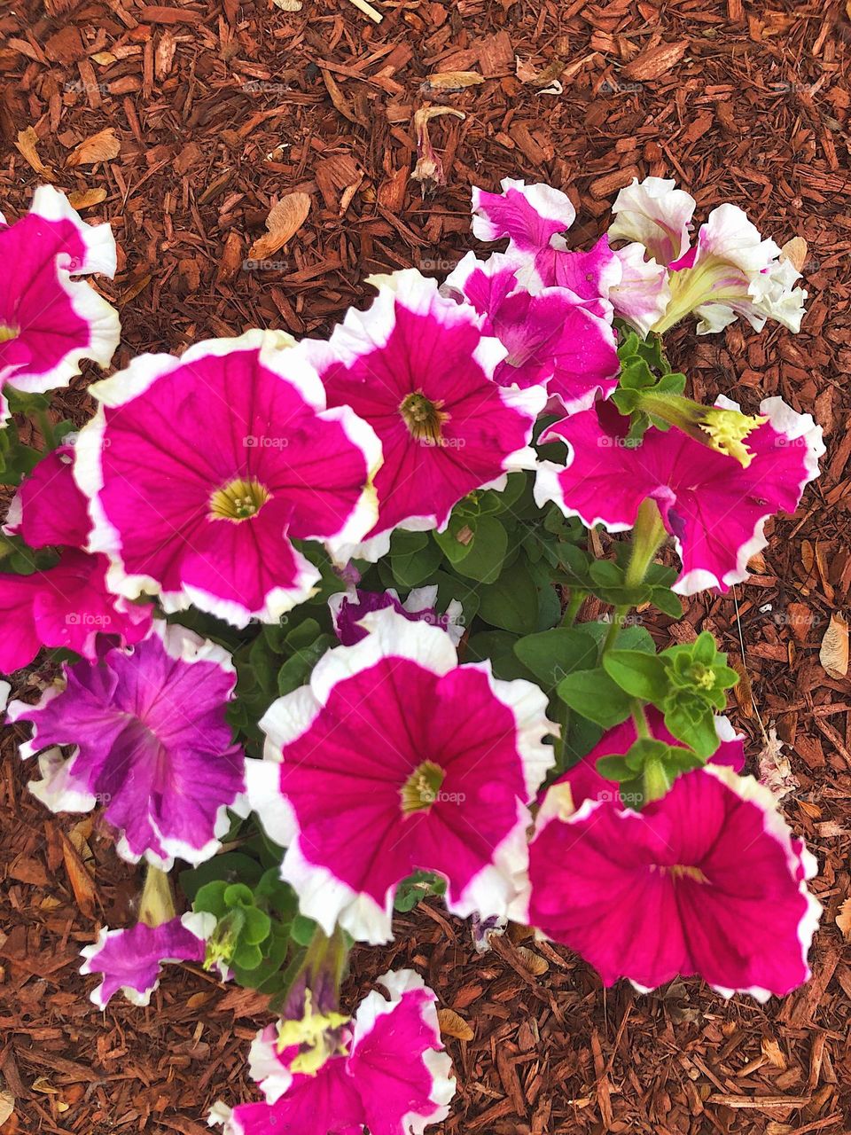 Beautiful pink and white Petunias blooming in the garden in the sunlight during the Spring season in Massachusetts.