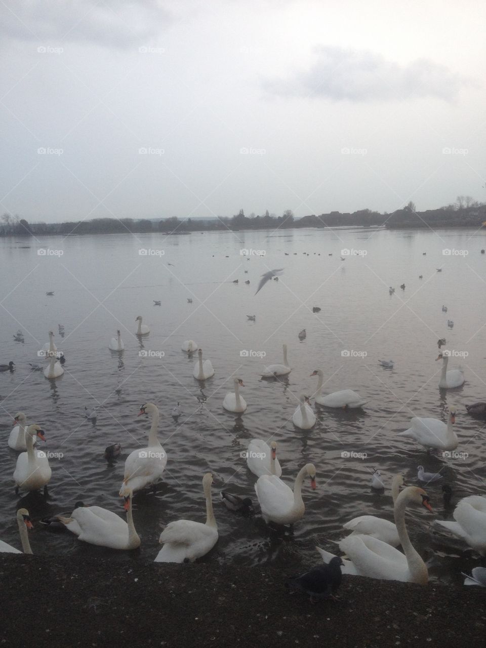 Feeding swans